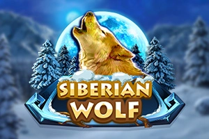 19253 siberian wolf